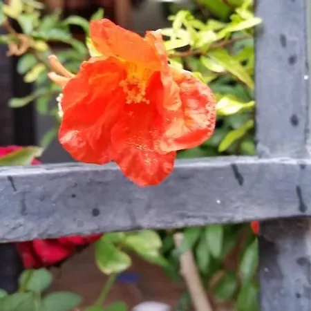 La Ninfa Πανσιόν Γρανάδα